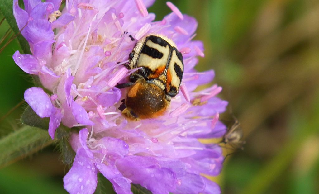 Orszoł prążkowany (Trichius fasciatus)