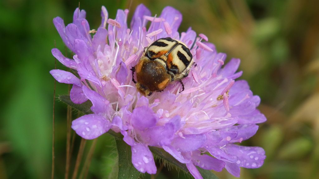 Orszoł prążkowany (Trichius fasciatus)
