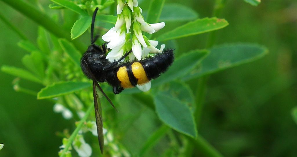 Smukwa kosmata (Scolia hirta)