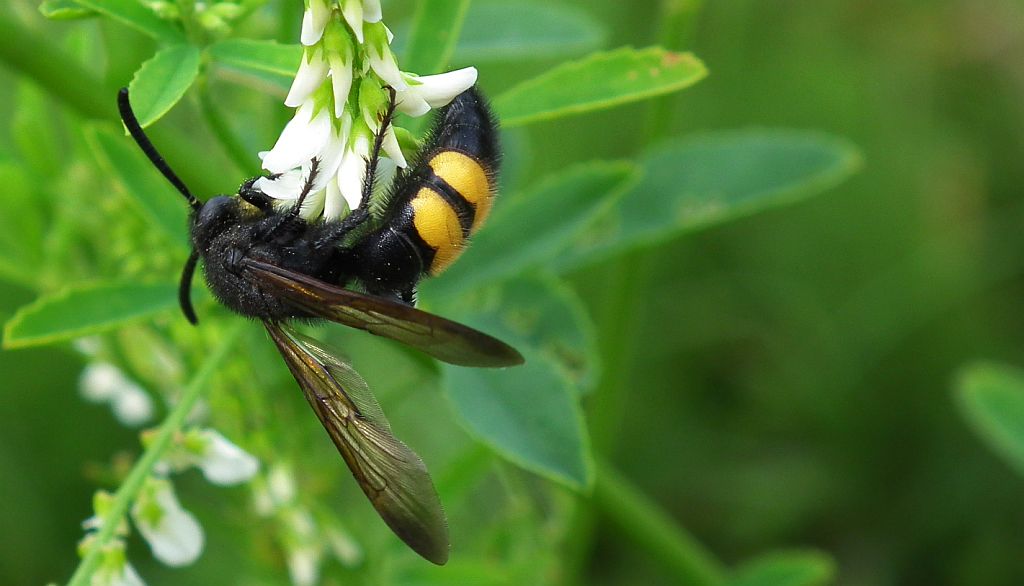 Smukwa kosmata (Scolia hirta)