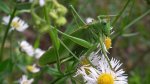 Pasikonik zielony (Tettigonia viridissima)