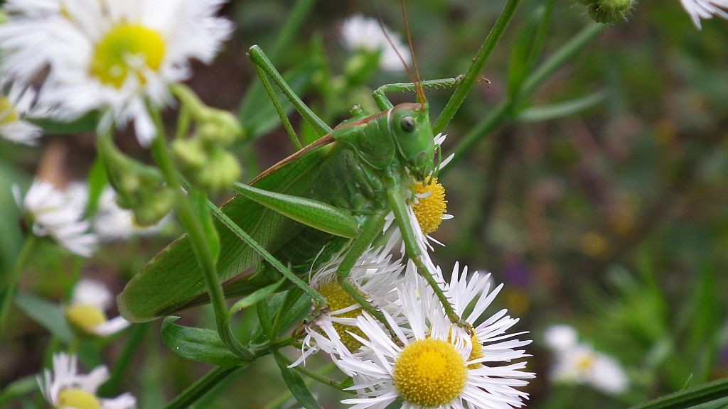 Pasikonik zielony (Tettigonia viridissima)