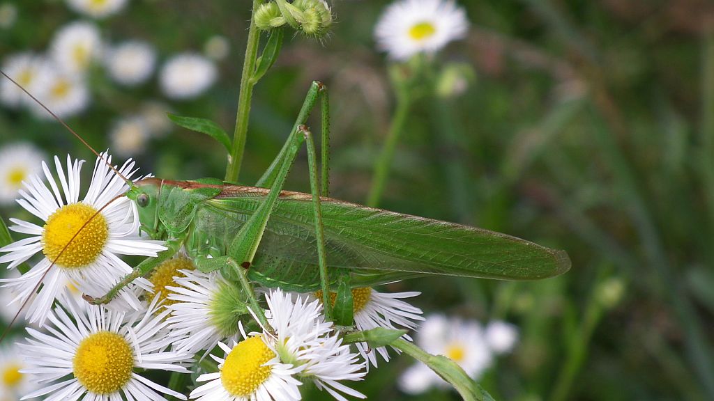 Pasikonik zielony (Tettigonia viridissima)