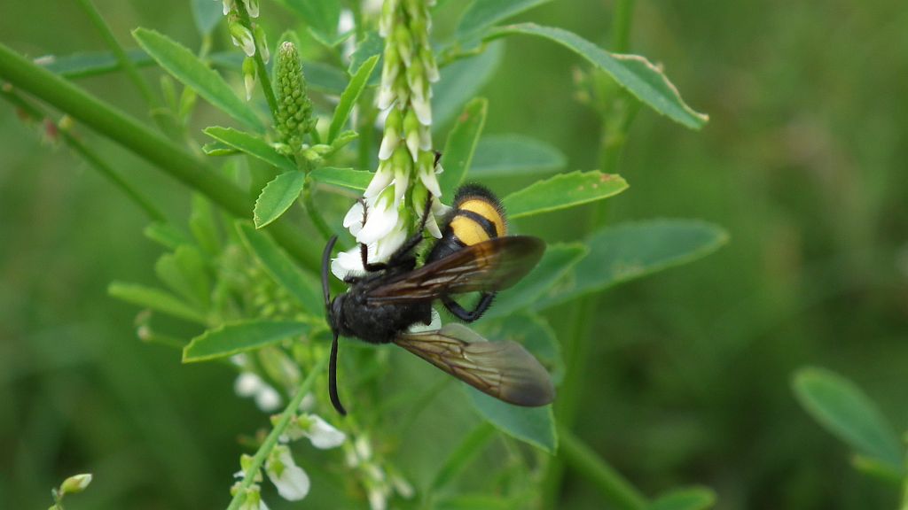 Smukwa kosmata (Scolia hirta)