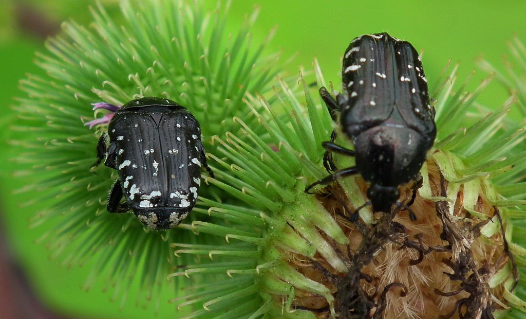 Łanocha pobrzęcz (Oxythyrea funesta)