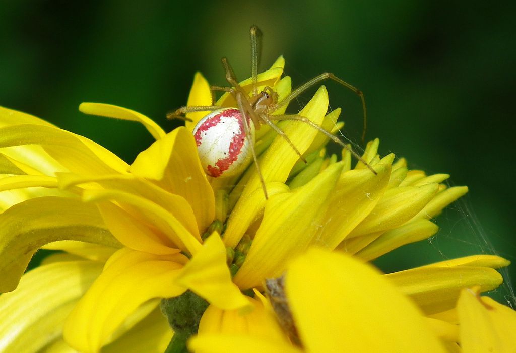 Zwijak żółtawy (Enoplognatha ovata)