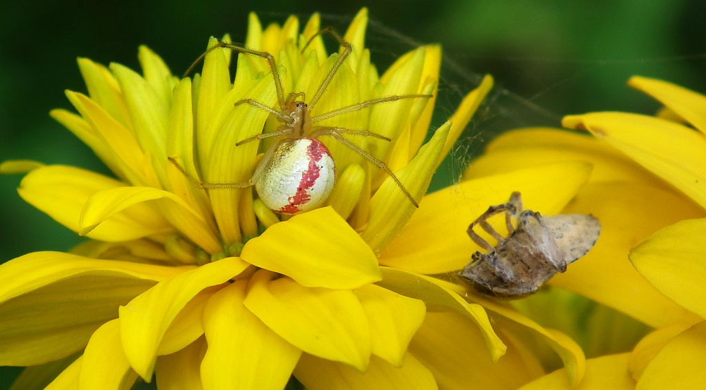 Zwijak żółtawy (Enoplognatha ovata)