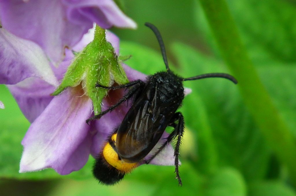 Smukwa kosmata (Scolia hirta)