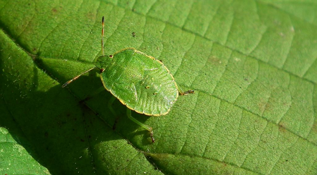 Odorek zieleniak (Palomena prasina)