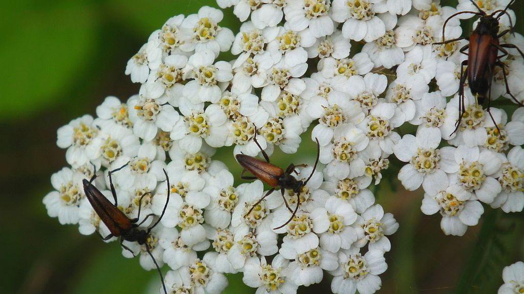 Strangalia czarniawa (Stenurella melanura)