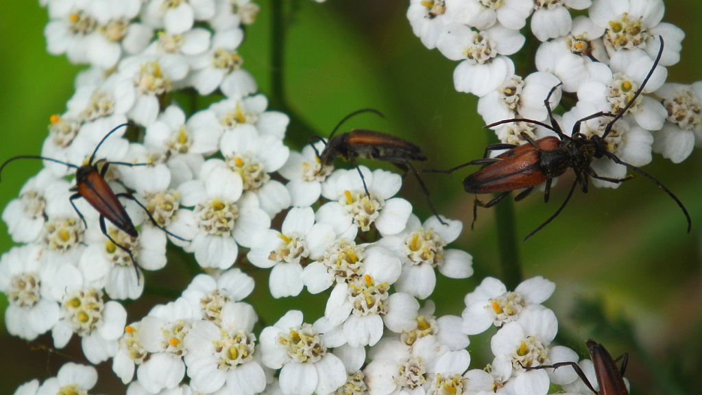 Strangalia czarniawa (Stenurella melanura)