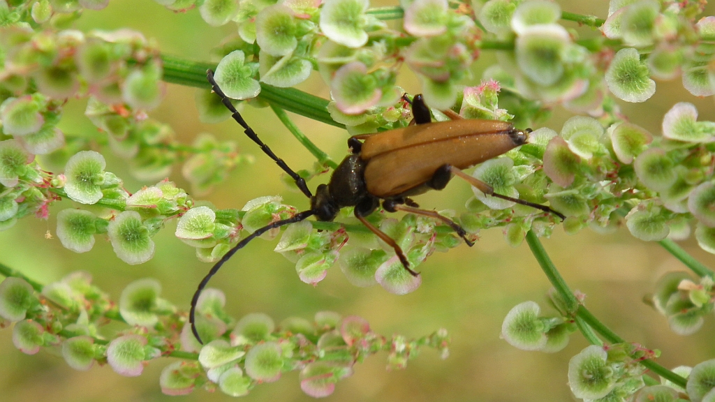 Zmorsznik czerwony (Corymbia rubra)
