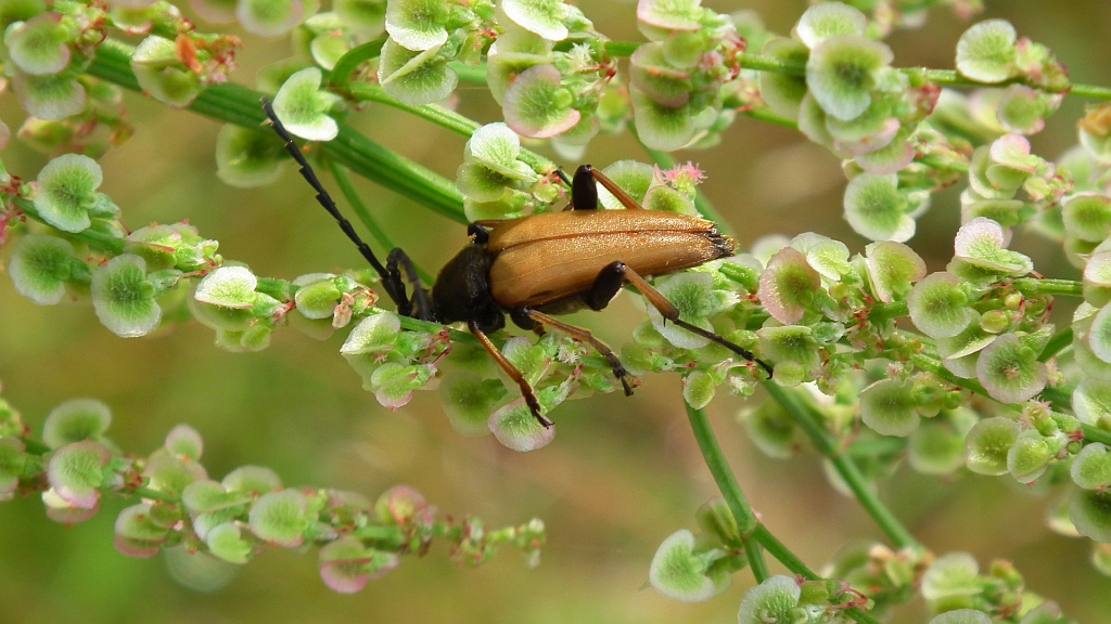 Zmorsznik czerwony (Corymbia rubra)