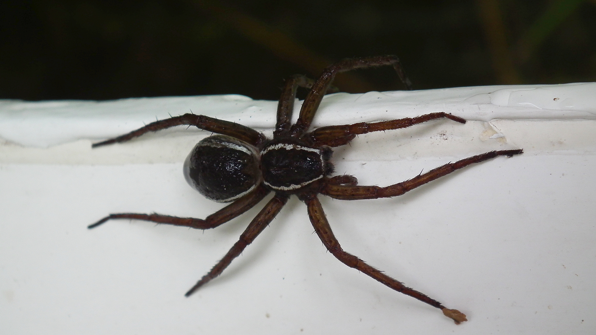 Bagnik przybrzeżny (Dolomedes fimbriatus)
