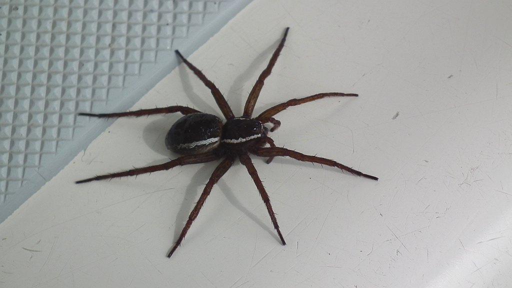Bagnik przybrzeżny (Dolomedes fimbriatus)