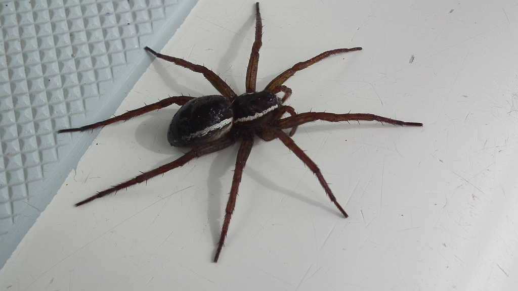 Bagnik przybrzeżny (Dolomedes fimbriatus)