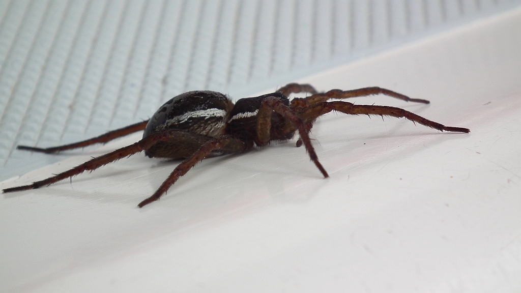 Bagnik przybrzeżny (Dolomedes fimbriatus)