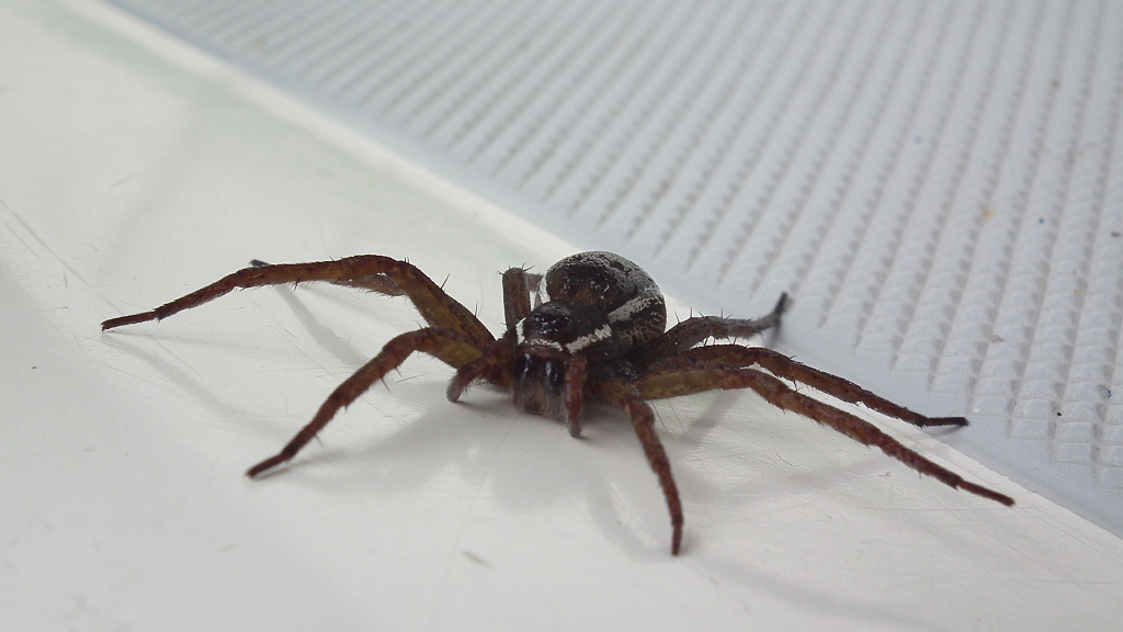 Bagnik przybrzeżny (Dolomedes fimbriatus)