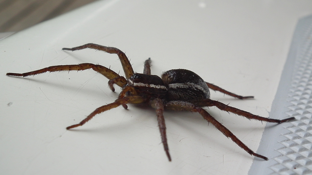 Bagnik przybrzeżny (Dolomedes fimbriatus)