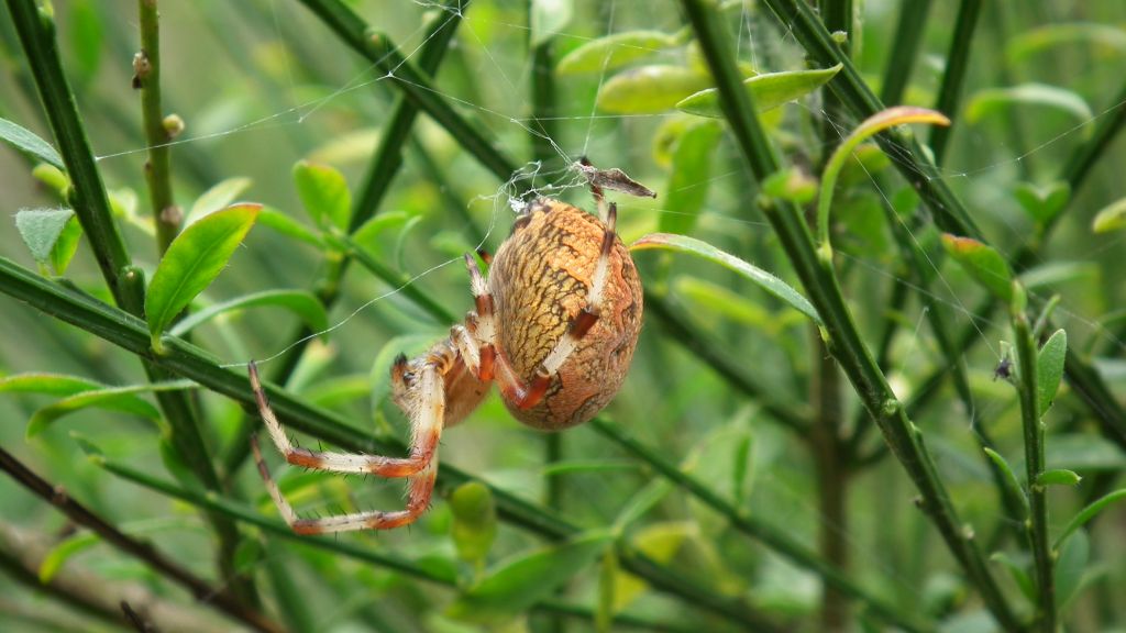 Krzyżak ogrodowy (Araneus diadematus)