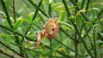 Krzyżak ogrodowy (Araneus diadematus)