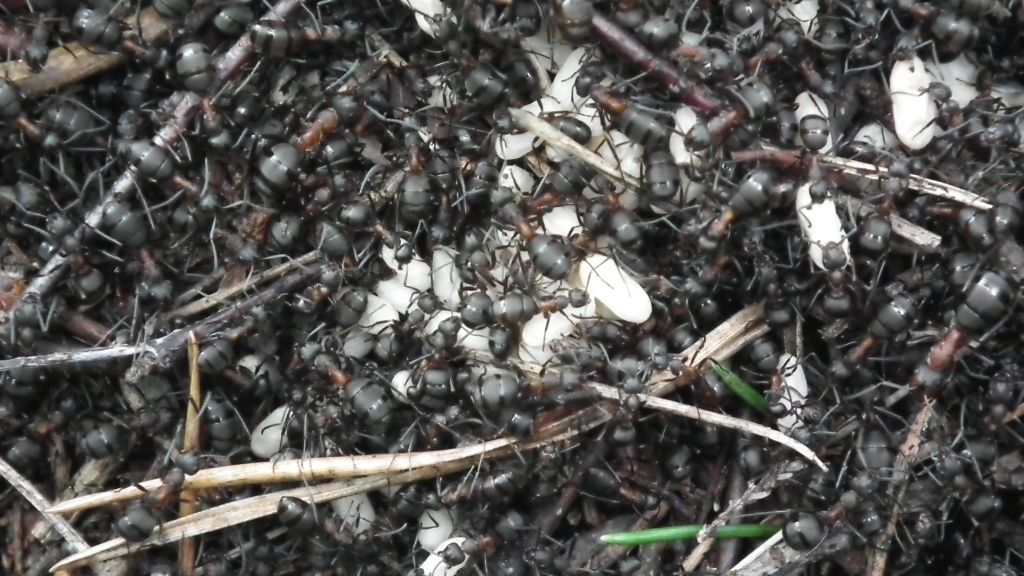 Mrówka rudnica (Formica rufa)