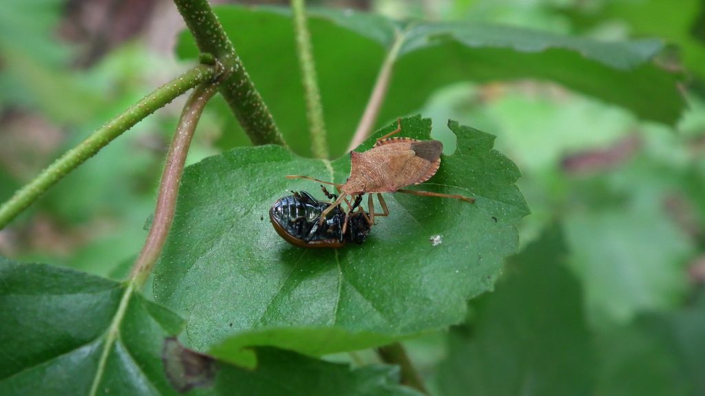 Euschistus tristigmus