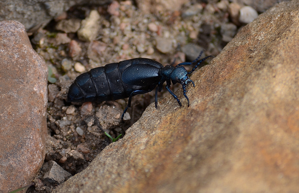 Oleica krówka (Meloe proscarabeus)