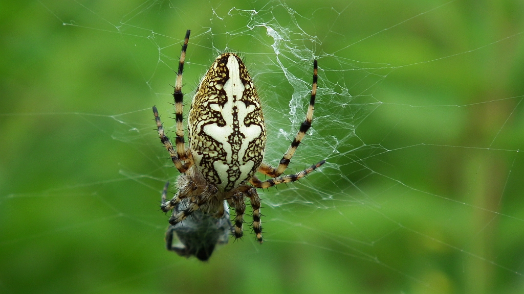 Kołosz wielobarwny (Aculepeira ceropegia)