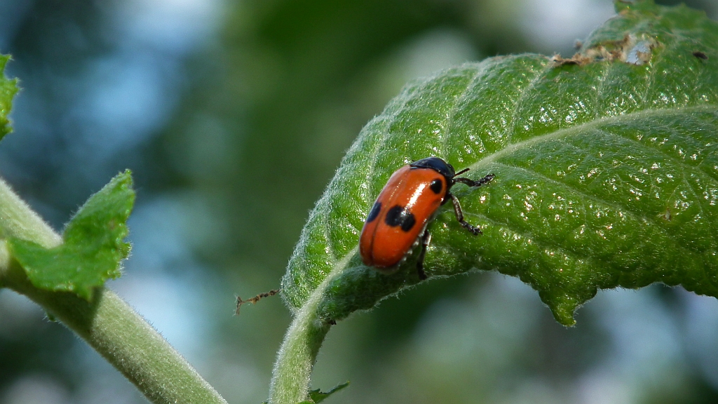 Moszenica wierzbówka (Clytra laeviuscula)