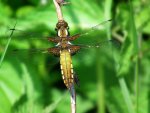 Ważka płaskobrzucha (Libellula depressa)