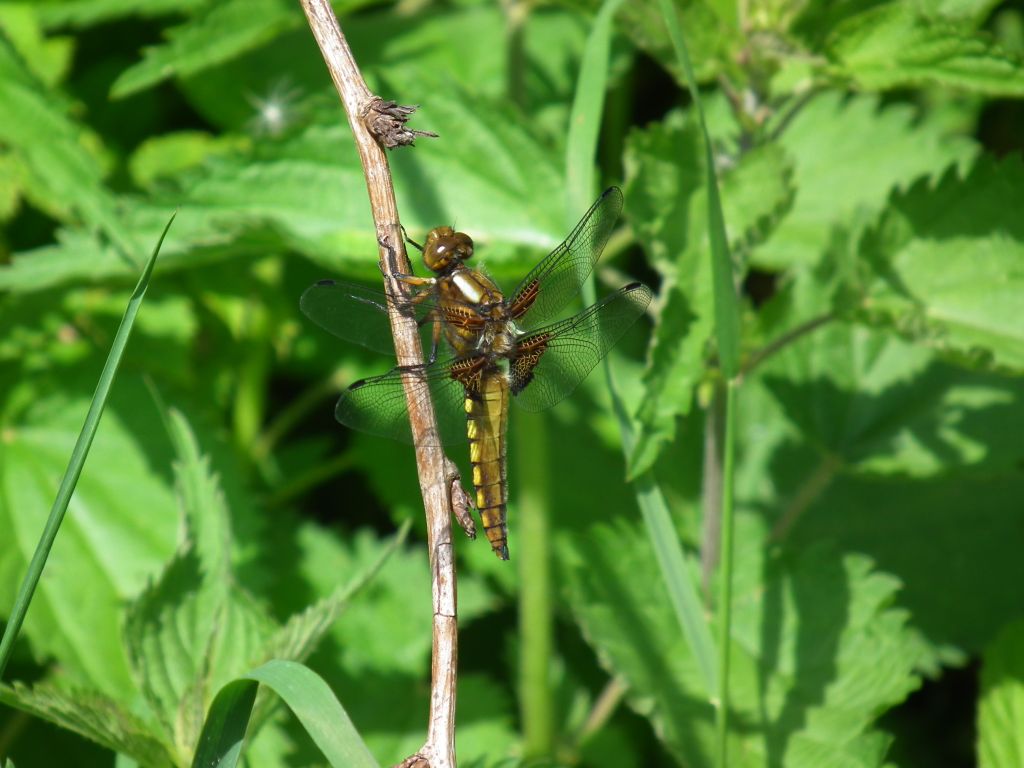 Ważka płaskobrzucha (Libellula depressa)