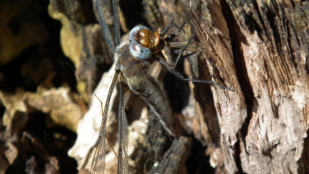 Lecicha białoznaczna (Orthetrum albistylum)