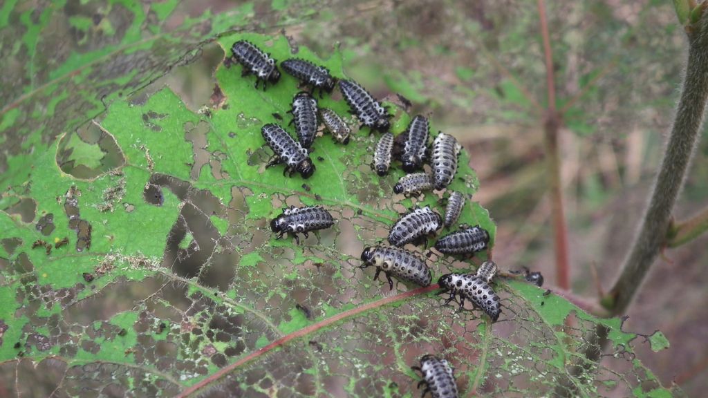 Rynnica topolowa (Melasoma populi)