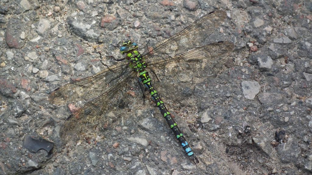 Żagnica błękitna/niebieska (Aeshna cyanea)