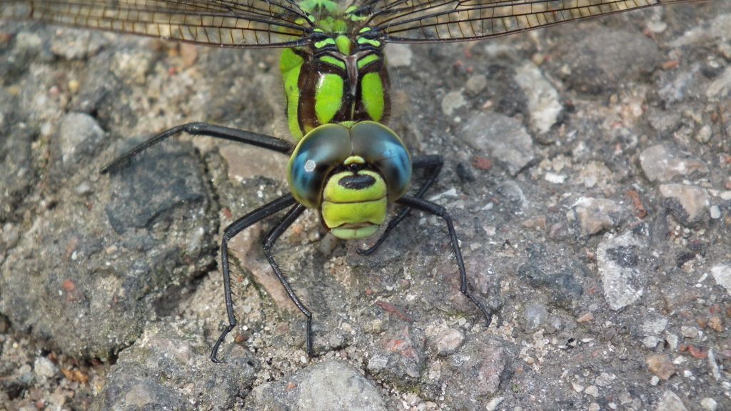 Żagnica błękitna/niebieska (Aeshna cyanea)
