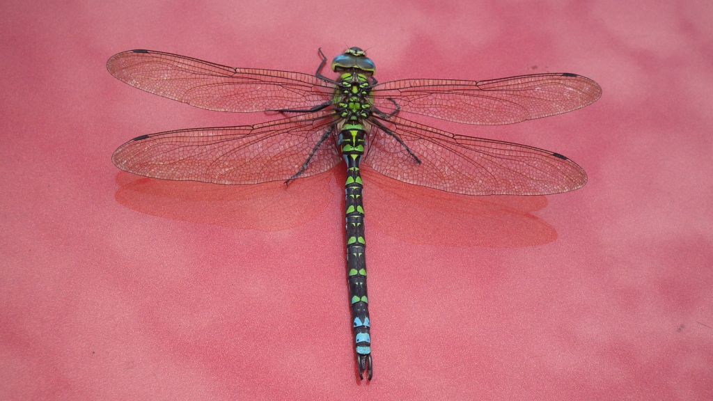 Żagnica błękitna/niebieska (Aeshna cyanea)