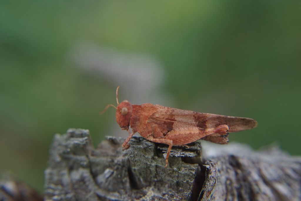 Siwoszek błękitny (Oedipoda caerulescens)