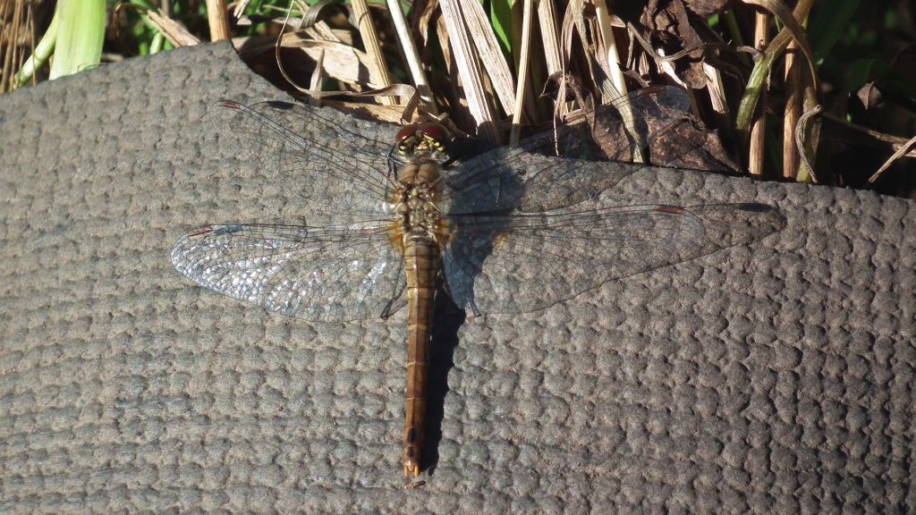 Szablak żółty (Sympetrum flaveolum)