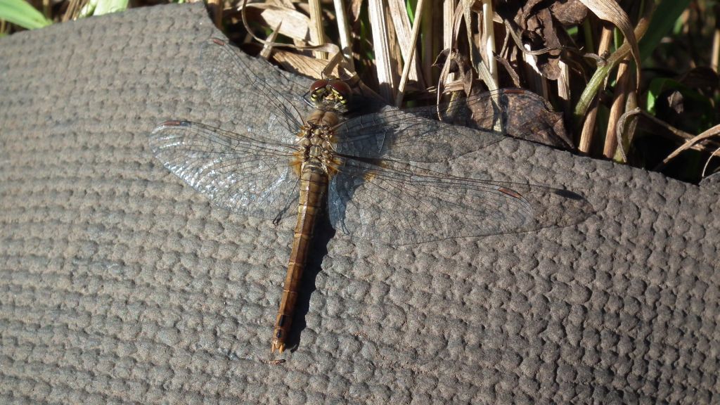 Szablak żółty (Sympetrum flaveolum)