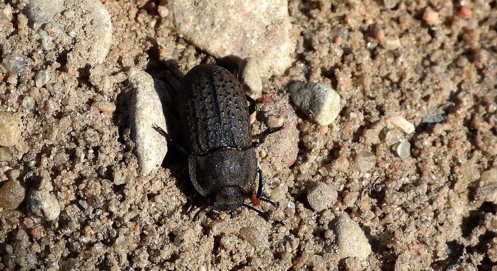 Omrzel piaskowy (Opatrum sabulosum)