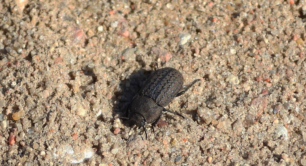 Omrzel piaskowy (Opatrum sabulosum)