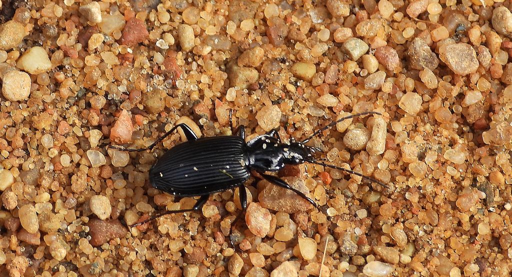 Szykoń drapieżny (Pterostichus aethiops)