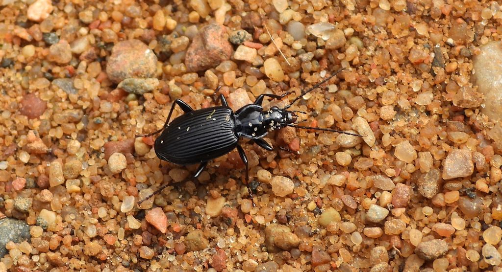 Szykoń drapieżny (Pterostichus aethiops)