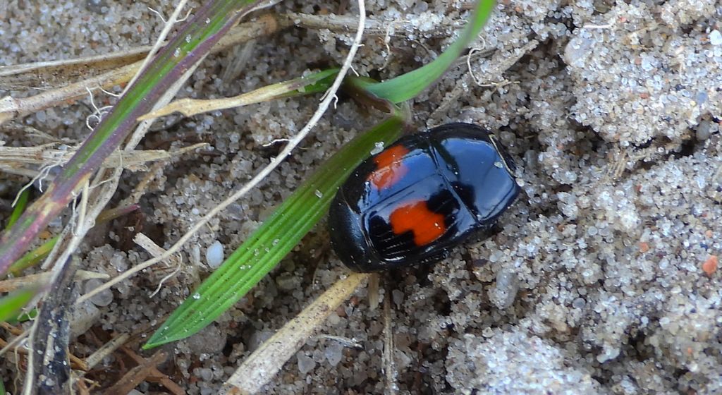 Gnilik - Margarinotus bipustulatus