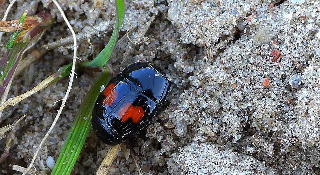 Gnilik - Margarinotus bipustulatus