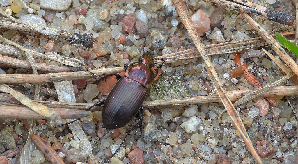 Drogoń połyskliwy (Poecilus cupreus)