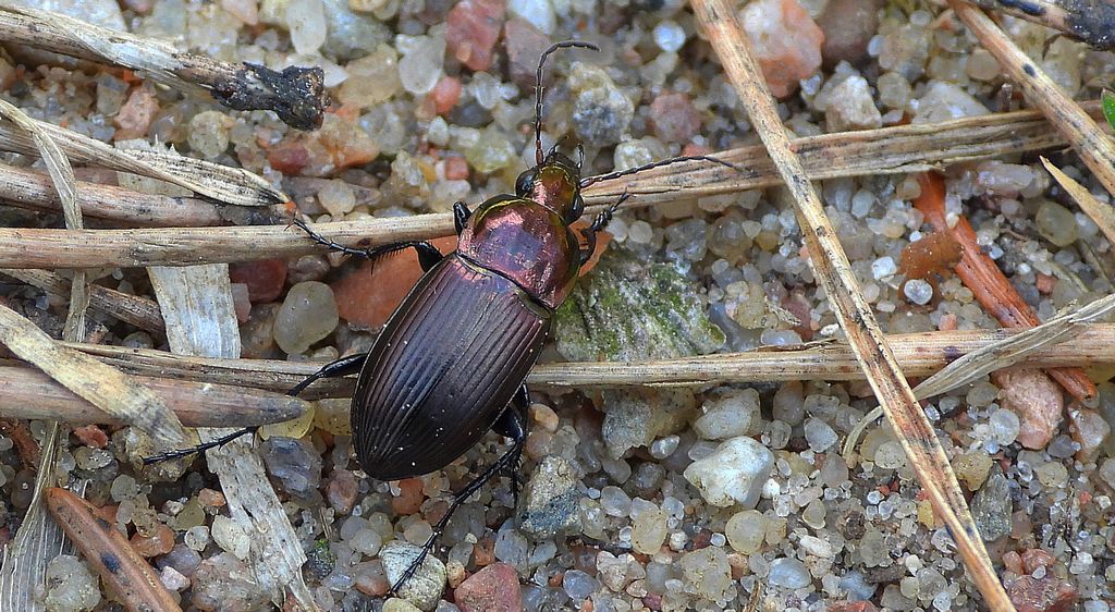 Drogoń połyskliwy (Poecilus cupreus)