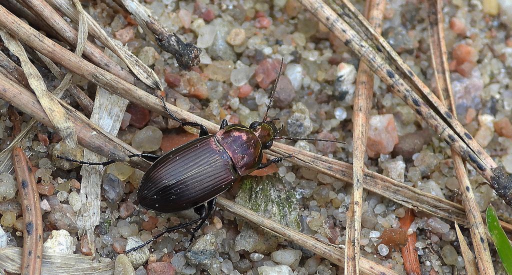 Drogoń połyskliwy (Poecilus cupreus)