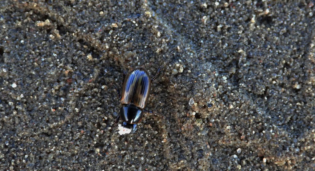 Plug zmienny (Chilothorax distinctus)